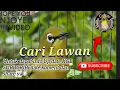 Download Lagu PLECI GACOR CARI LAWAN BIKIN OMBYOKAN JADI EMOSI 