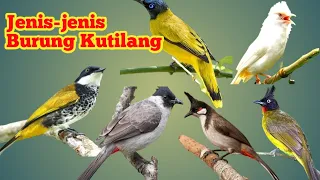 Download 6 Jenis Burung kutilang Yg paling umum di pelihara MP3