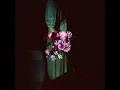 amaranthus (feat. 梅井美咲)