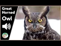 Download Lagu Burung Hantu Bertanduk Besar - Suara