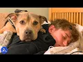 Download Lagu Shy Shelter Dog Hid From Everyone, Until One Boy’s Patience Changed Everything
