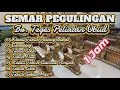 Download Lagu semar pegulingan br  teges peliatan ubud