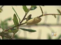 Venomous Caterpillars Pose Threat As They Inch Their Way To North Texas This Summer