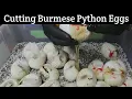 Cutting Burmese Python Eggs What Did We Get