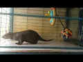 Download Lagu Suara Binatang Berang berang | Otter