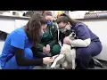 UD students practice veterinary care in animal hospital externships