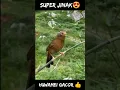 Download Lagu Burung Ini sangat jinak,burung wambi,Bird song #shorts #kicaumania #burungunik