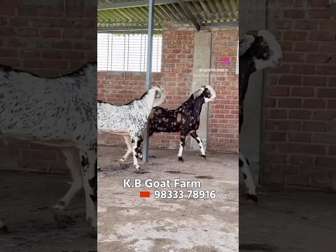 Beautiful Gujri Khassi Goats at KB Goat Farm Mumbai