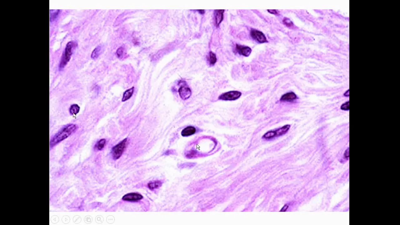 Fibroblastos y Fibrocitos - Tejidos Básicos - Curso en Línea 2-008