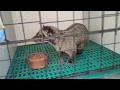 Civet Cat (Diet,Breeding)