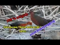 Download Lagu suara pikat burung tikusan mata merah/bleter.ampuh buat nyanggong