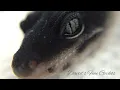 Screaming Gecko Hear me roar