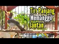 Download Lagu PRENJAK BETINA | PRENJAK BETINA Ngetir Panjang Istimewa Suara jernih, cocok buat MASTERAN |