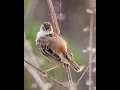 Download Lagu ZITTING CISTICOLA