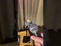 Lagu YumYum working hard on his new track! #yumyumthetiel #parrot #bird #pet #cockatiel #cute