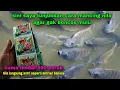 Download Lagu Once banned from fishing because it was too gacor || surefire bait for tilapia #174