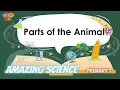 P 1 Science Parts of the animals