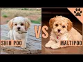 Shih Poo vs Maltipoo - Easy Comparison