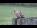 Mourning Dove Coo