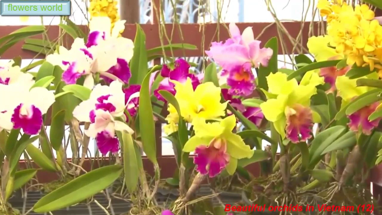 BEAUTIFUL ORCHIDS IN VIETNAM (12) DENDROBIUM ANOSMUM LINDL, CATTLEYA, DENDROBIUM