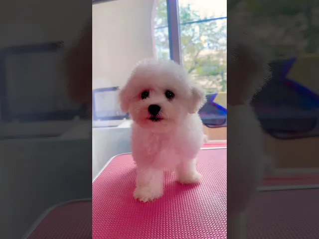 動画