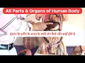 Full - Human body Parts