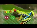Frog  voice New sms ringtone! nature love  sms tone !
