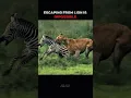 Download Lagu Escaping from lions is impossible ? #animals #lions #shorts