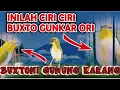 Lagu Ciri Ciri Pleci Buxtoni Gunkar Menurut Pleci Mania✅ 8️⃣Tanda Pleci Buxtoni Gunkar✅GUNUNG KARANG‼️