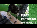 Magpie trade bottle-caps for food