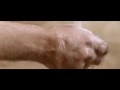 Yosi Horikawa - Stars (Official Video) directed by GAREN