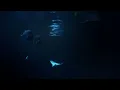 Moonlit Ocean | 10 hrs for sleep | Sea turtles, stingrays, sharks, fish | Relaxing ocean sounds