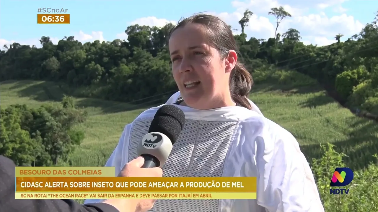 Espécie de besouro pode ameaçar a produção de mel em SC