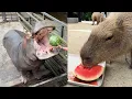 Download Lagu Nijlpaarden en Capibara's Eten Watermeloen! Naar Japan's Top Dierentuin \u0026 Luxe Hotel!🍉