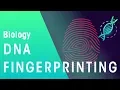 DNA Fingerprinting Genetics Biology FuseSchool