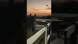 اليوم فرحك ياغالي زينو الدار 