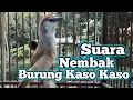 Download Lagu Suara Tembakan Burung Kaso Kaso Gacor Untuk Pancingan Bunyi