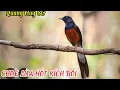 Download Lagu Tiếng hót chích choè lửa kích bổi, luyện giọng, bẫy chim