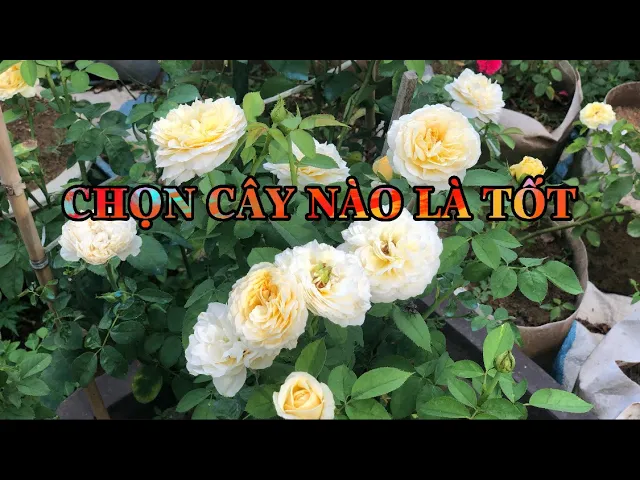 Outline Video PHÂN TÍCH ƯU NHƯỢC ĐIỂM CÂY GHÉP VÀ CÂY CHIẾT HOA HỒNG.CHUẨN GARDEN TV