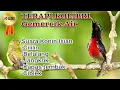 Master Kolibri Ninja #konin #sogon Isian Cililin, Ciblek, Belalang, jangkrik | terapi Gemercik Air
