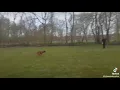 oke extra hobby van mij honden trainen (laat even een like achter)