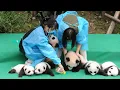 Panda population on the rise