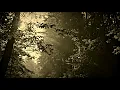 coterie - koro