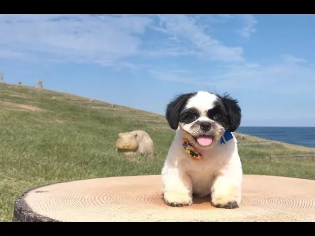 動画