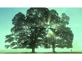 Download Lagu Stone Sour - Zzyzx Rd. [OFFICIAL VIDEO]