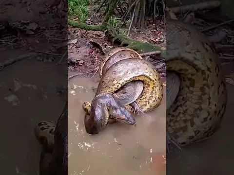 Why does a snake have 100 teeth in its mouth? Crazy 🐍 #short #shorts #youtubeshorts #nuralomOfficial