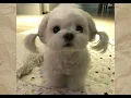 cute little animals on Pinterest will make your day