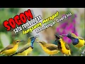 Download Lagu Suara Pikat Sogon Kombinasi Crecetan Burung Kolibri Ninja(konin)