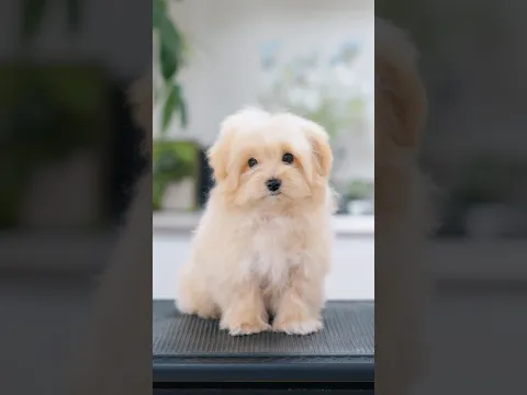 こんなに可愛い子犬の変身を見たことがありますか?(生後4ヶ月パピーの初トリミング)
