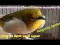 Download Lagu pancingan pleci Monty ngeriwik